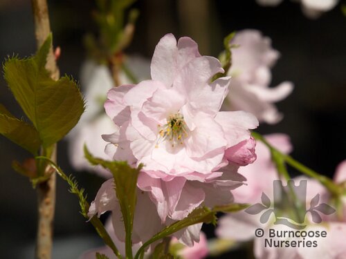 PRUNUS 'Amanogawa'  