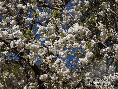 PRUNUS avium 'Plena' 