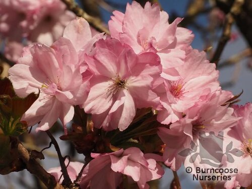 PRUNUS 'Matsumae-beni-yutaka'  