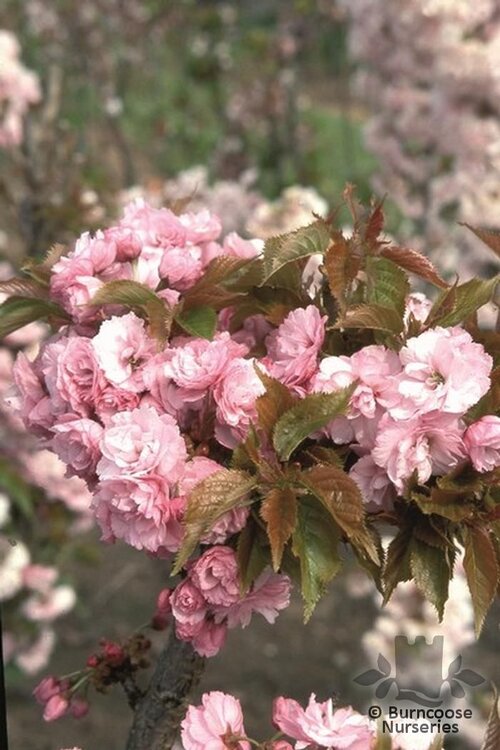 PRUNUS 'Matsumae-beni-murasaki'  
