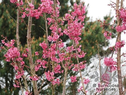 PRUNUS 'Collingwood Ingram'  