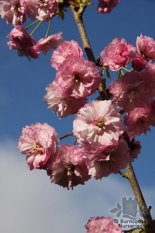 PRUNUS 'Daikoku'  