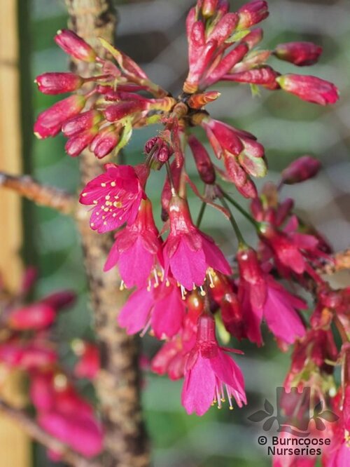 PRUNUS campanulatus 'Felix Jury' 