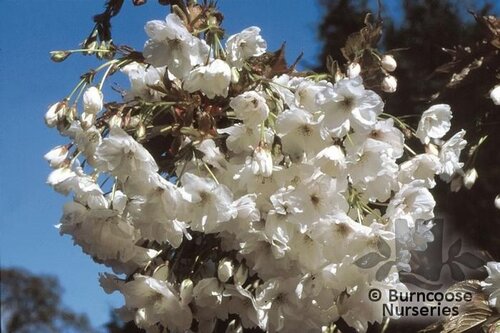 PRUNUS 'Matsumae-shizuka'  