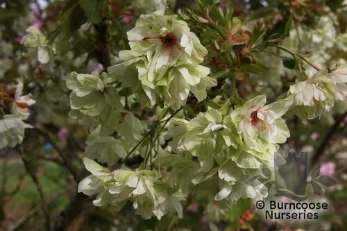 PRUNUS 'Gyoiko'  