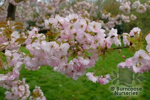PRUNUS 'Hokusai'  