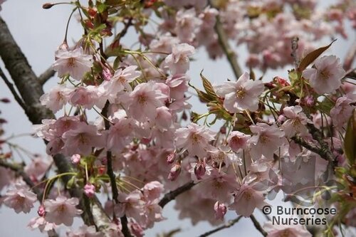 PRUNUS 'Horinji'  