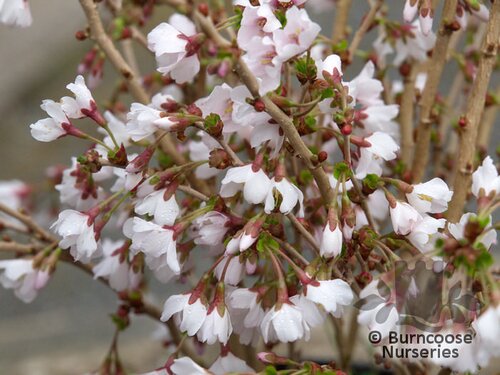 PRUNUS incisa 'Kojo No Mai' 