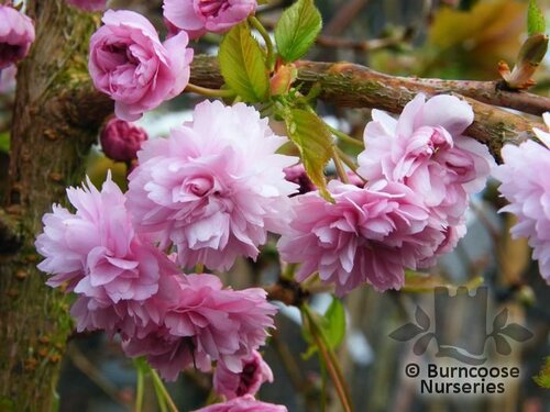 PRUNUS 'Kiku-shidare-zakura'  