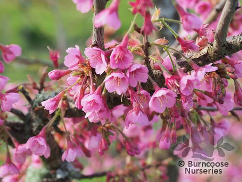 PRUNUS 'Kursar'  