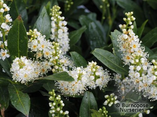 PRUNUS laurocerasus 'Otto Luyken' 