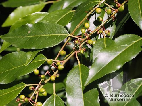PRUNUS lusitanica  
