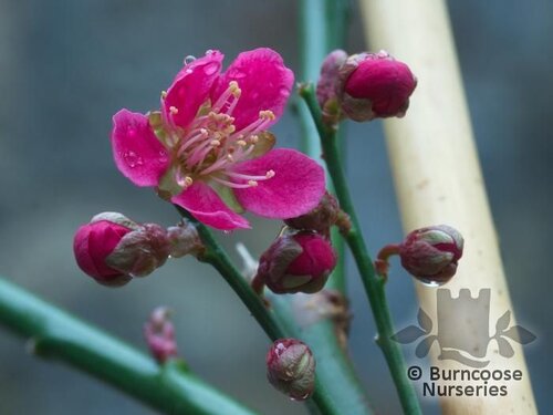PRUNUS mume 'Beni-chidori' 