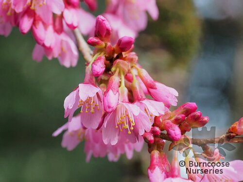 PRUNUS x incam 'Okamé' 