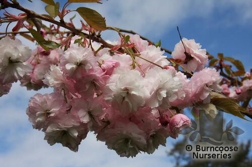 PRUNUS 'Matsumae-hanagasa'  