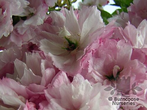 PRUNUS 'Pink Perfection'  
