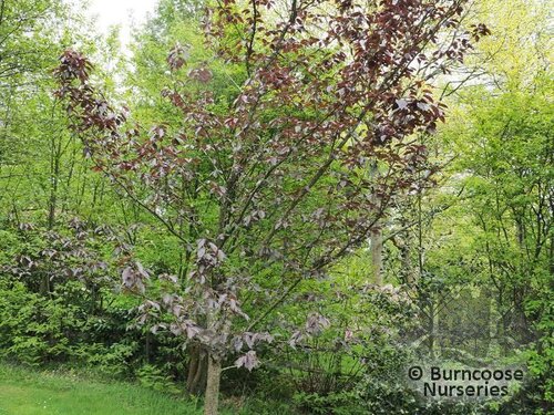 PRUNUS 'Royal Burgundy'  