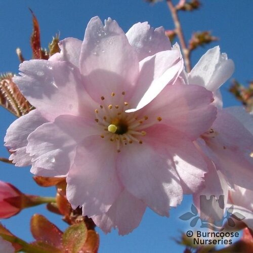 PRUNUS rufa  
