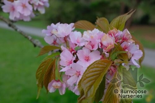 PRUNUS sargentii  