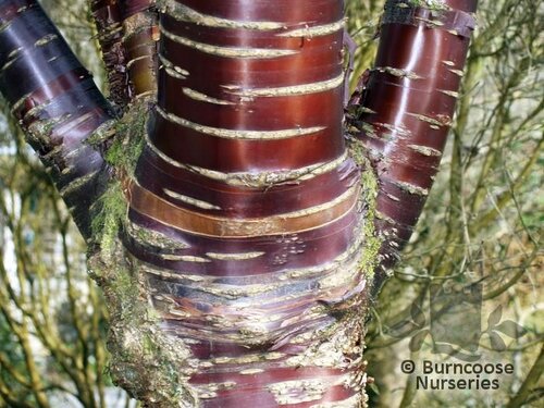 PRUNUS serrula  