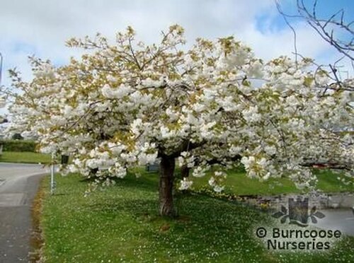 PRUNUS   