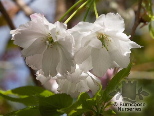 PRUNUS 'Shimidsu'  