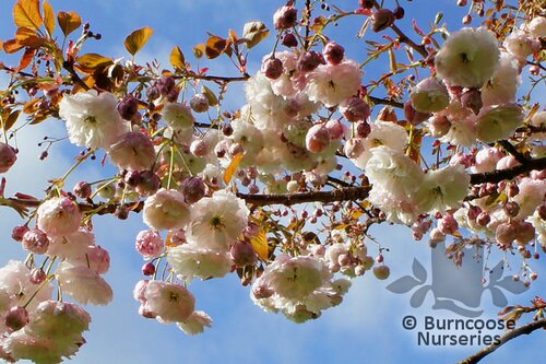 PRUNUS 'Shirofugen'  