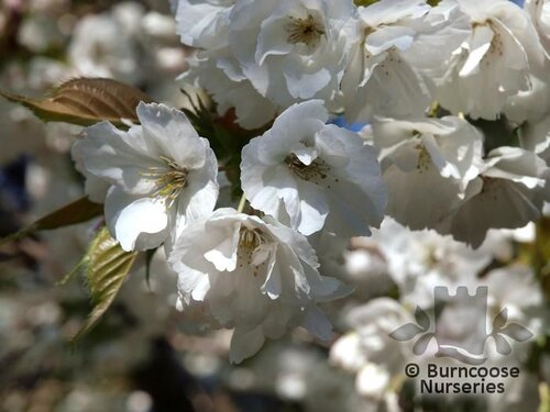 PRUNUS 'Shirotae'  