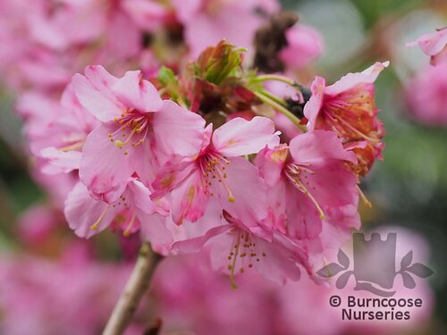 PRUNUS 'Shosar'  
