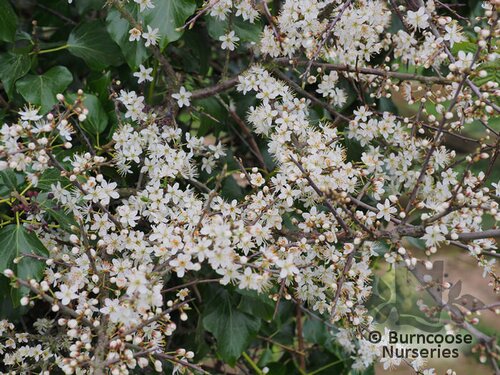 PRUNUS spinosa  