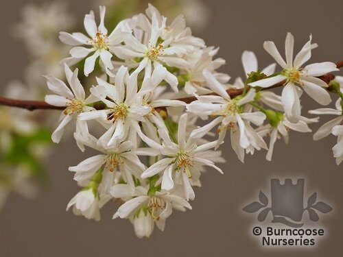 PRUNUS 'Starlight'  