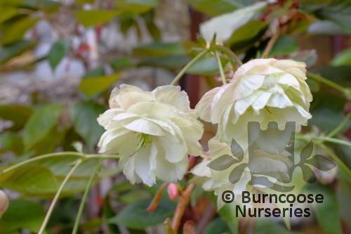PRUNUS 'Sumaura Fugenzo'  