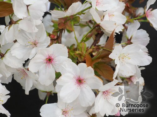 PRUNUS 'Tai Haku'  