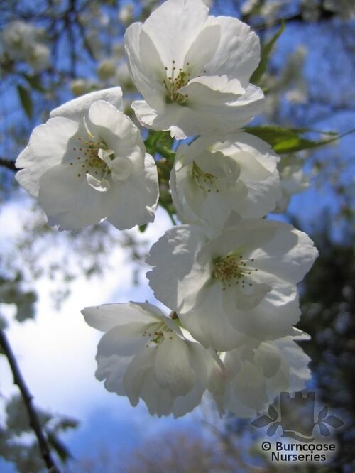 PRUNUS 'Ukon'  