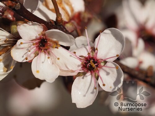 PRUNUS x cistena  