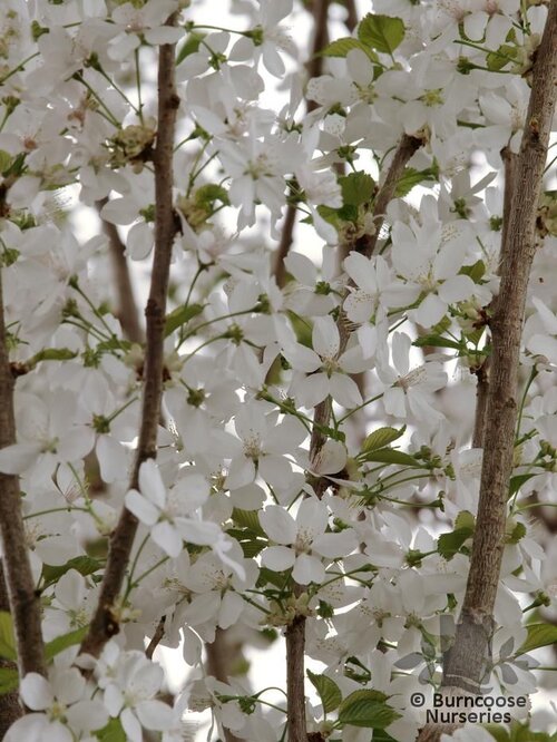 PRUNUS x hillieri 'Spire' 