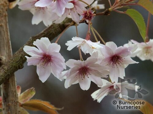 PRUNUS x subhirtella 'Autumnalis' 