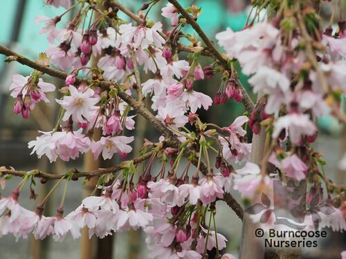 PRUNUS x subhirtella 'Autumnalis Rosea' 