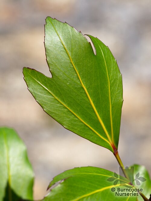 PSEUDOPANAX adiantifolius  