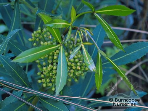 PSEUDOPANAX 'Dark Star'  