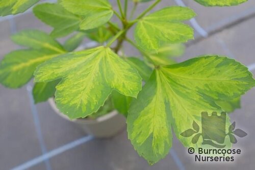 PSEUDOPANAX 'Gecko Gold'  