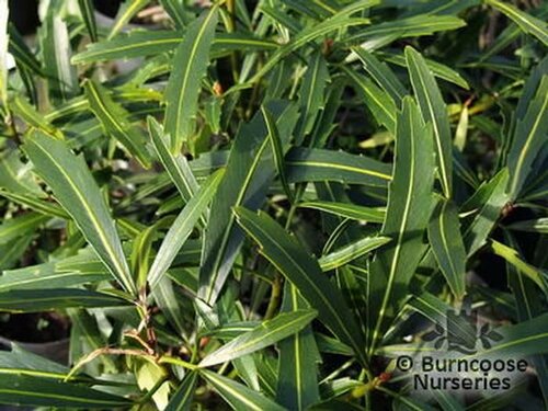PSEUDOPANAX 'Goldfinger'  