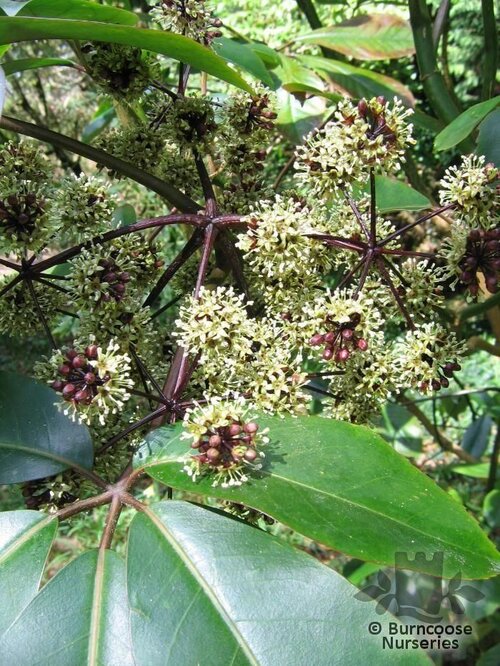 PSEUDOPANAX laetus  