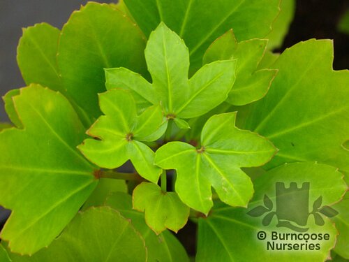 PSEUDOPANAX lessonii 'Cyril Watson' 