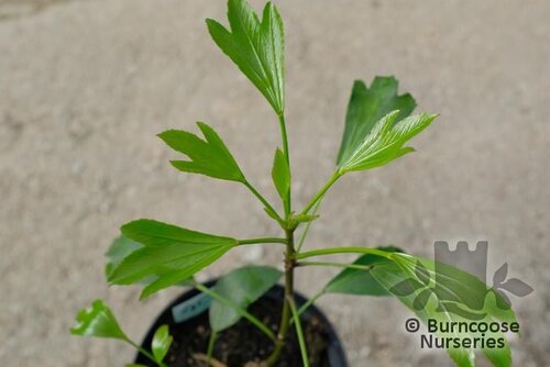 PSEUDOPANAX lessonii 'Emerald Elf' 