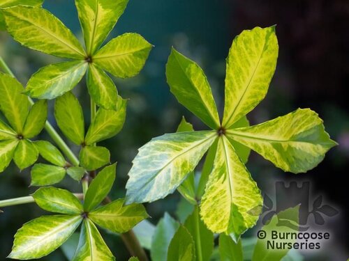 PSEUDOPANAX lessonii 'Gold Splash' 