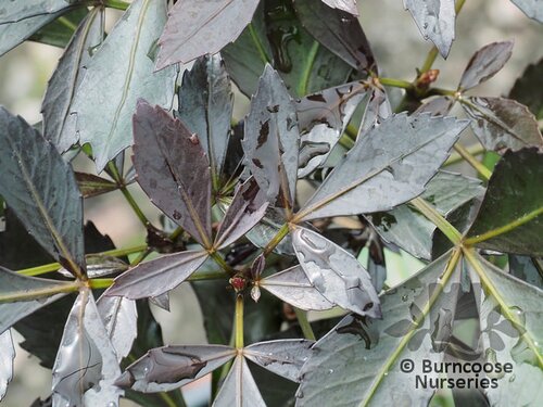 PSEUDOPANAX lessonii 'Purpureus' 