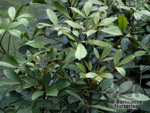 PSEUDOPANAX   