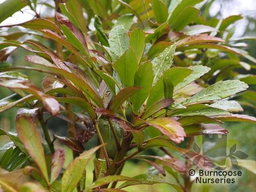 PSEUDOPANAX 'Moa's Toes'  