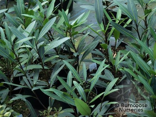PSEUDOPANAX 'Sabre'  
